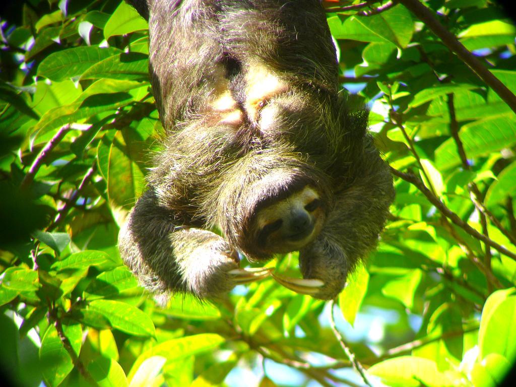 Gamboa Rainforest Reserve ภายนอก รูปภาพ